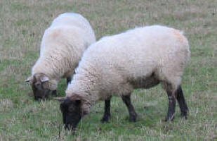 Sheep near Jubilee Park, Bromley, Kent