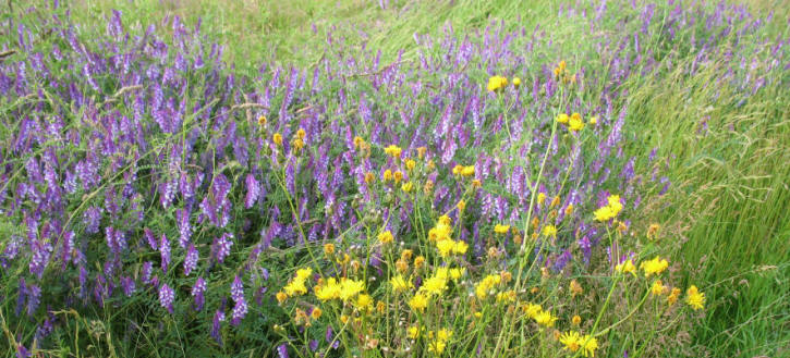 Wild flowers at Pedham, near Swanley, Kent