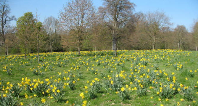 Daffodils in Mote Park, Maidstone, Kent