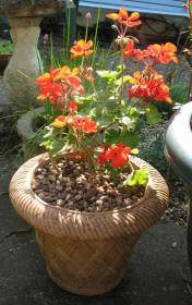 Basketweave pot with pelargonium