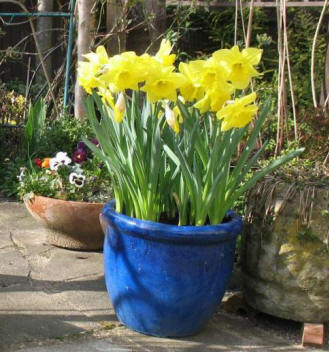 Blue glazed pot with daffodils