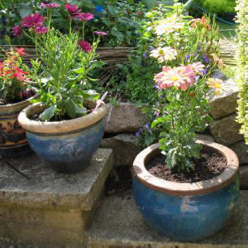 Blue glazed pots with osteospermums