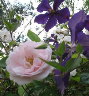 New Dawn rose and clematis