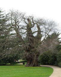 Greenwich Park - ancient tree