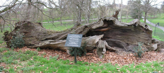 Greenwich Park - "Queen Elizabeth's Oak" chestnut tree