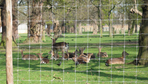 Greenwich Park - Deer in The Wilderness