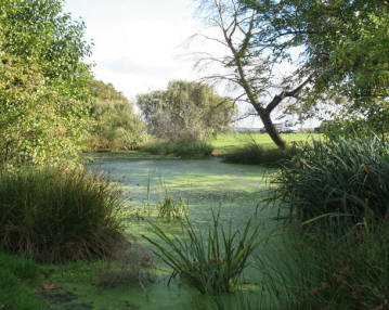 Blackheath - Folly Pond or Long Pond