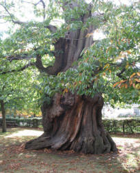 Greenwich Park - ancient chestnut tree 1