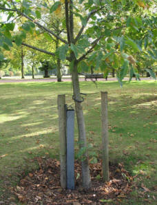 Greenwich Park - newly planted tree
