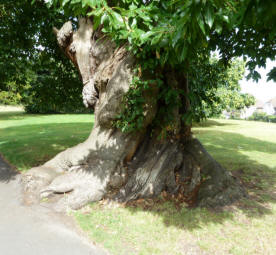 Greenwich Park - ancient chestnut tree 2